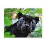 Big Cats - 4 Post Card