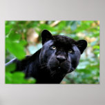 Big Cats - 4 Posters