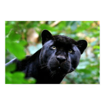Big Cats - 4 Posters