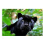 Big Cats - 4 Posters Big Cats - 4 Posters