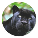 Big Cats  - 4 Sticker