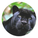 Big Cats  - 4 stickers