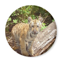 Big Cats - 5 magnets