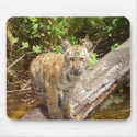 Big Cats - 5 mousepads by MuseMagic Big Cats - 5 mousepads