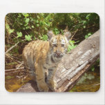 Big Cats - 5 Mouse Mat