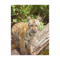 Big Cats - 5 postcards
