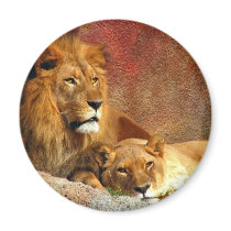 Big Cats - 6 magnets