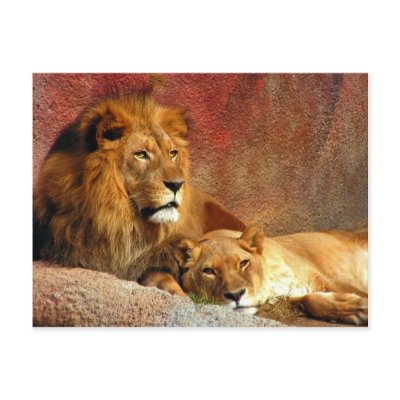 Big Cats - 6 Postcards by MuseMagic