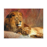 Big Cats - 6 Postcards