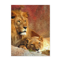Big Cats - 6 Post Cards