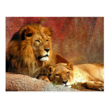 Big Cats - 6 Postcards