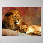 Big Cats - 6 Poster