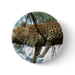 Big Cats - 7 buttons