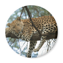 Big Cats - 7 Magnet