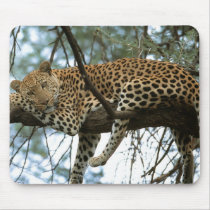 Big Cats - 7 mousepads by MuseMagic Big Cats - 7 mousepads