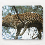 Big Cats - 7 Mouse Pads