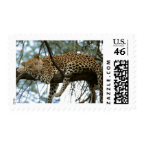 Big Cats - 7 Postage Stamp