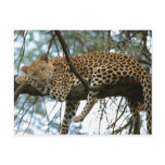 Big Cats - 7 Postcard