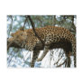 Big Cats - 7 Postcard