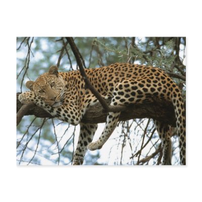 Big Cats - 7 Postcard by MuseMagic