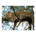 Big Cats - 7 posters