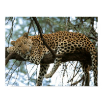Big Cats - 7 posters by MuseMagic Big Cats - 7 posters