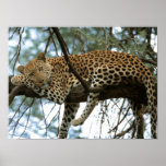 Big Cats - 7 Print