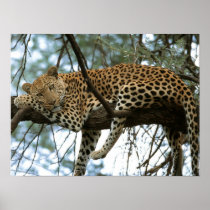 Big Cats - 7 Print