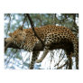 Big Cats - 7 Print Big Cats - 7 Print