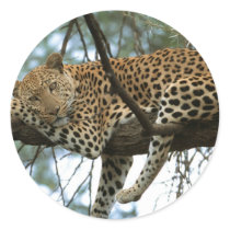 Big Cats - 7 Sticker