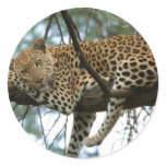 Big Cats - 7 Sticker