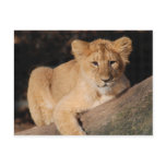Big Cats - 8 Postcards