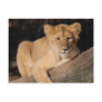 Big Cats - 8 Postcards