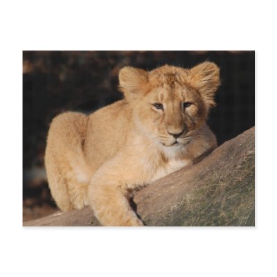 Big Cats - 8 Postcards by MuseMagic