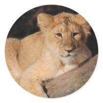 Big Cats - 8 Stickers