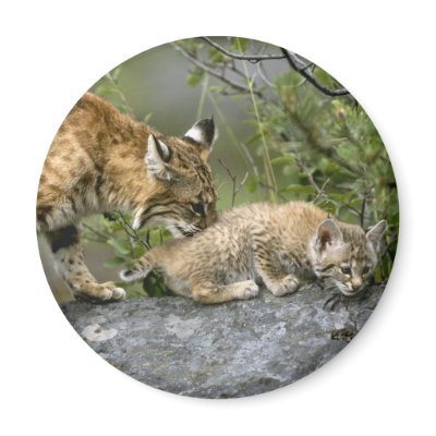 Big Cats - 9 Refrigerator Magnets by MuseMagic