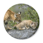 Big Cats - 9 Refrigerator Magnets