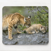 Big Cats - 9 mousepads by MuseMagic Big Cats - 9 mousepads