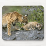 Big Cats - 9 Mouse Mat