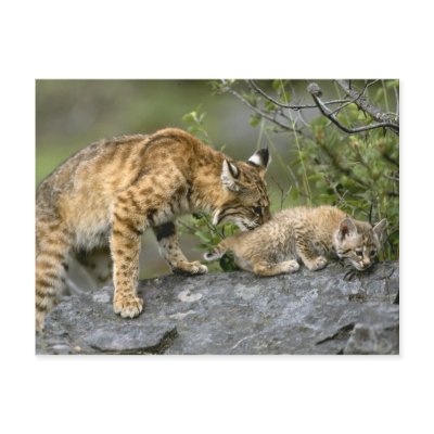 Big Cats - 9 Postcard by MuseMagic