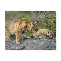 Big Cats - 9 postcards