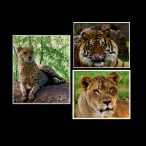 big cats print by mrsrnj big cats print