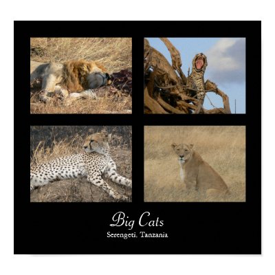Big Cats - Serengeti, Tanzania Poster by colinbowman