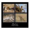 Big Cats - Serengeti, Tanzania Poster posters by colinbowman Big Cats - Serengeti, Tanzania Poster posters