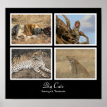 Big Cats - Serengeti, Tanzania Poster