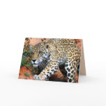 Big Cats Set - 10 cards