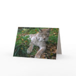 Big Cats Set - 11 Cards