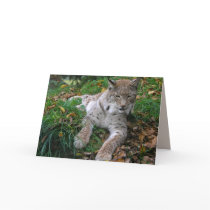 Big Cats Set - 11 Cards