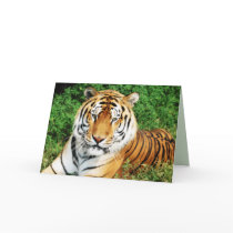 Big Cats Set - 12 Card