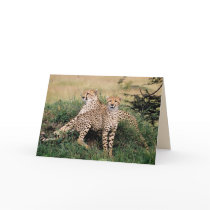 Big Cats Set - 13 Greeting Cards